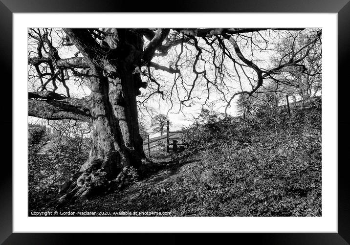 Monochrome Tree St Arvans Framed Mounted Print by Gordon Maclaren