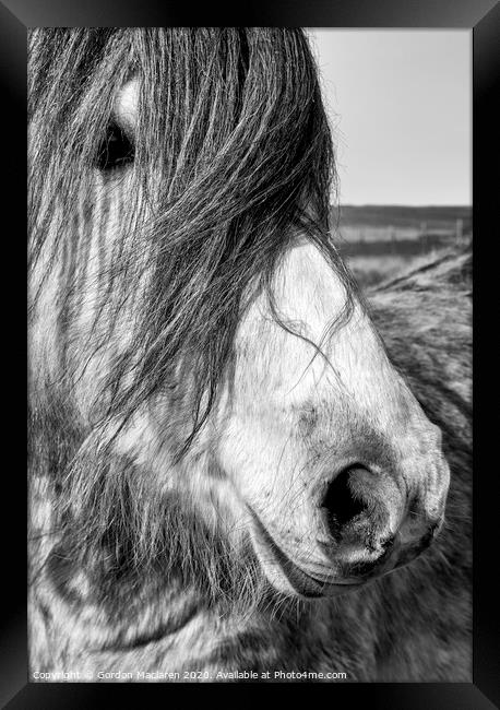 Portrait of a Wild Horse Framed Print by Gordon Maclaren