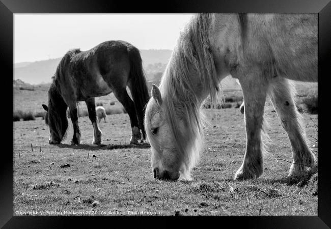 Wild Horses Framed Print by Gordon Maclaren