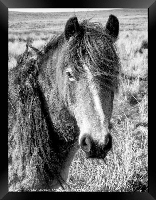 Black & White Equine Portrait Framed Print by Gordon Maclaren
