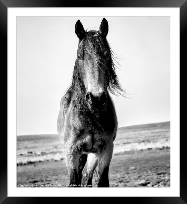 A close up of a brown horse standing on top of a sandy beach Framed Mounted Print by Gordon Maclaren