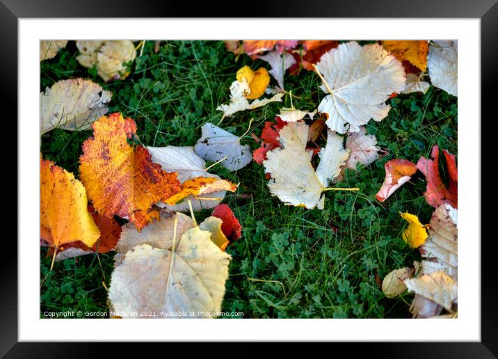 Autumn leaves Framed Mounted Print by Gordon Maclaren