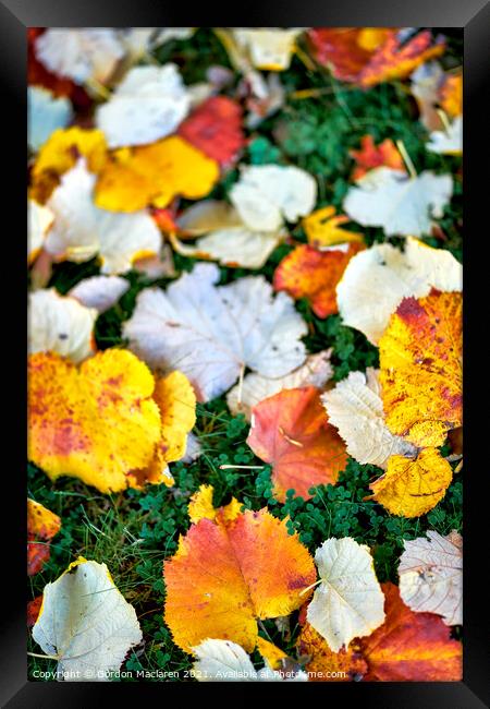 Autumnal Leaves Framed Print by Gordon Maclaren