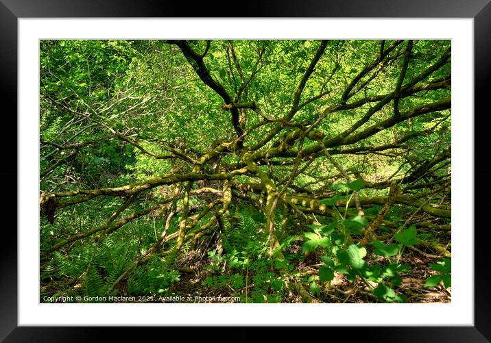 Tree Branches in the forest Framed Mounted Print by Gordon Maclaren