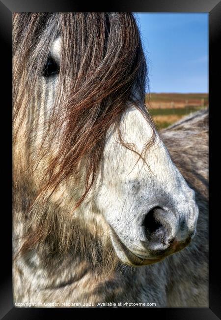 Portrait of a wild horse Framed Print by Gordon Maclaren