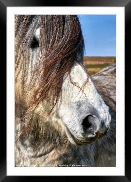 Portrait of a wild horse Framed Mounted Print by Gordon Maclaren