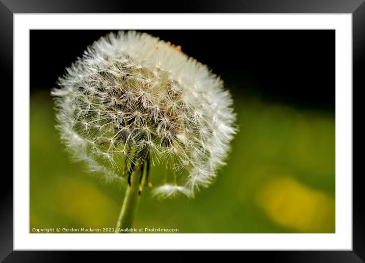 Taraxacum Rubicundum, Ruddy Dandelion  Framed Mounted Print by Gordon Maclaren