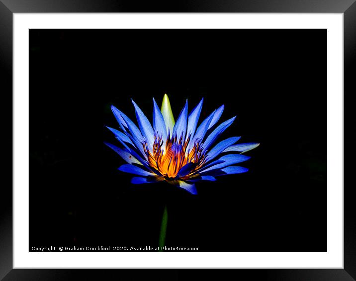 South African Water Lily Framed Mounted Print by Graham Crockford