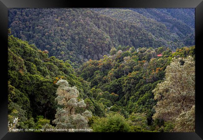 Costa Rican forests. San Gerardo de Dota Framed Print by Marco Diaz