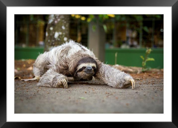 Three toed sloth  Framed Mounted Print by Marco Diaz