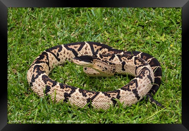 Black-headed bushmaster, Lachesis melanocephala  Framed Print by Marco Diaz