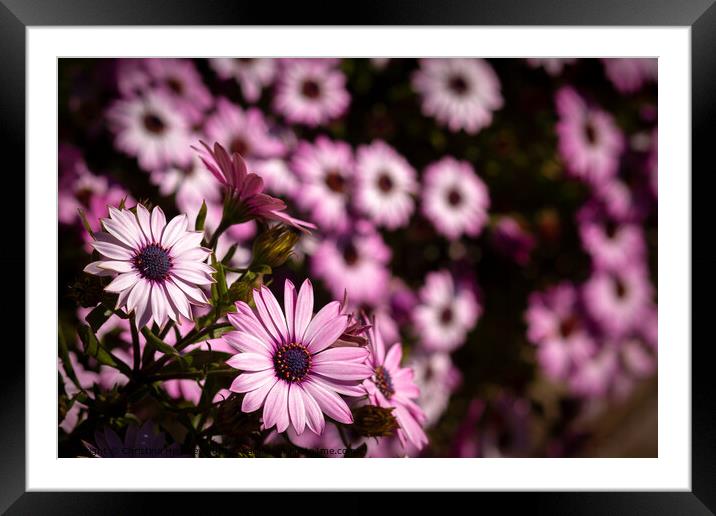 pink cape daisy with purple center Framed Mounted Print by Christina Hemsley