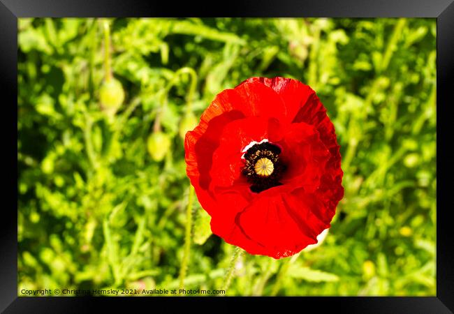 Single red poppy in a green field  Framed Print by Christina Hemsley