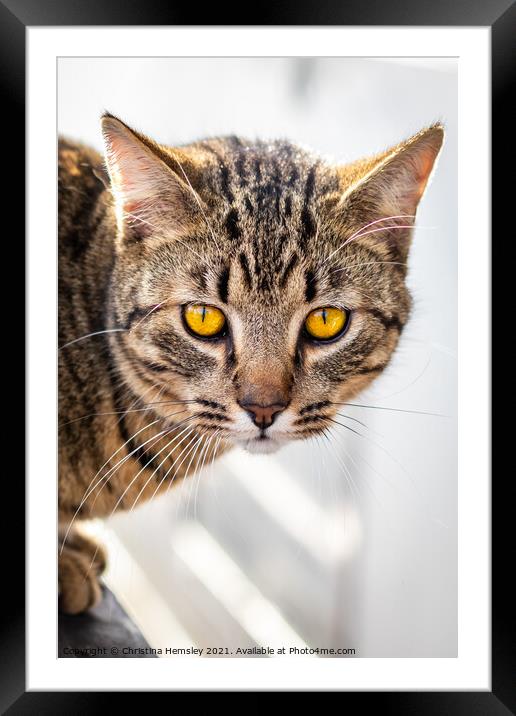 Beautiful mackerel tabby cat Framed Mounted Print by Christina Hemsley