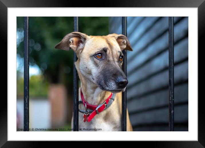 A lonely greyhound waiting for its owner Framed Mounted Print by Christina Hemsley