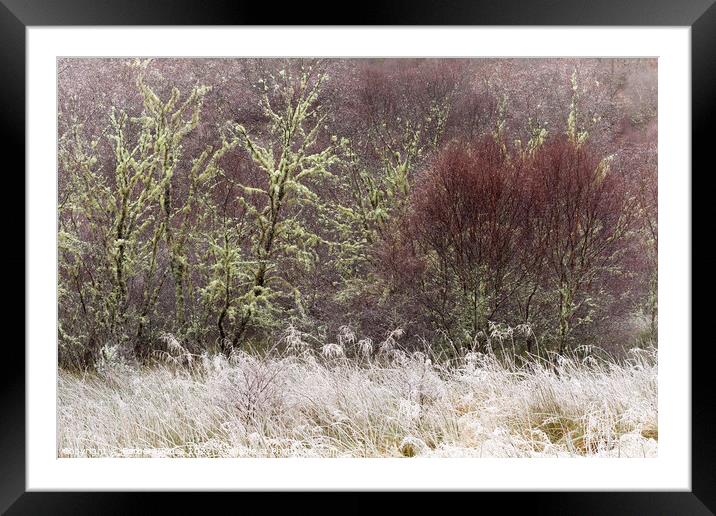 Native Woodland Hoar Frost and Birches Scotland Framed Mounted Print by Barbara Jones