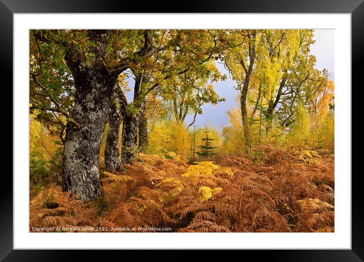 Loch Rannoch Forest in Autumn, Perthshire Scotland Framed Mounted Print by Barbara Jones