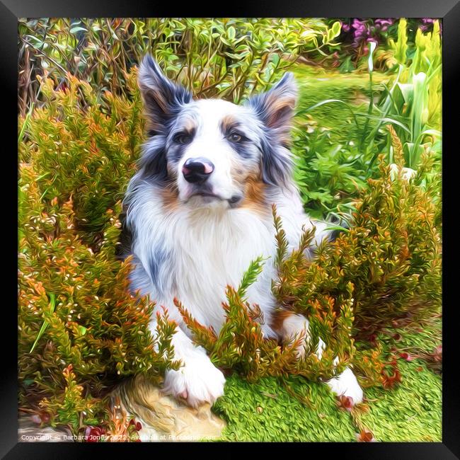 Border Collie, Blue Merle, Artworked Framed Print by Barbara Jones