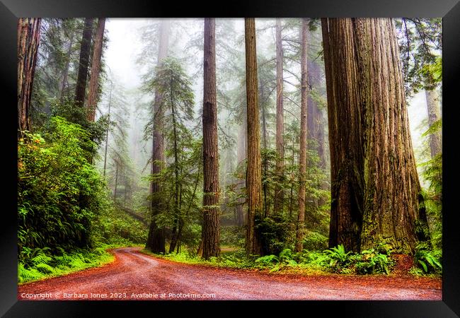 Giant Redwoods in the Mist, California USA Framed Print by Barbara Jones
