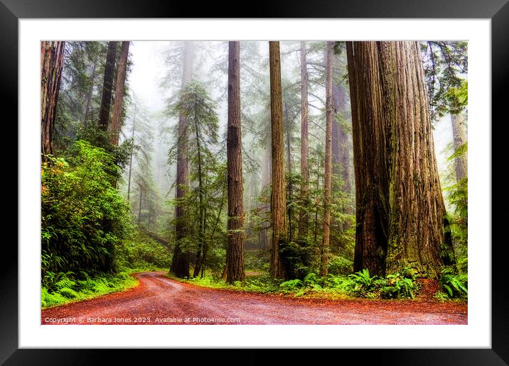 Giant Redwoods in the Mist, California USA Framed Mounted Print by Barbara Jones