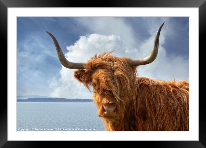 Highland Cow, Applecross NC500 Scotland. Framed Mounted Print by Barbara Jones