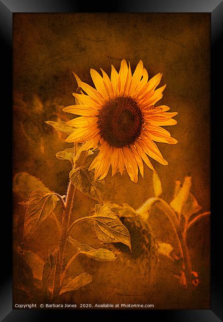 Sunflower, Golden Beauty Framed Print by Barbara Jones