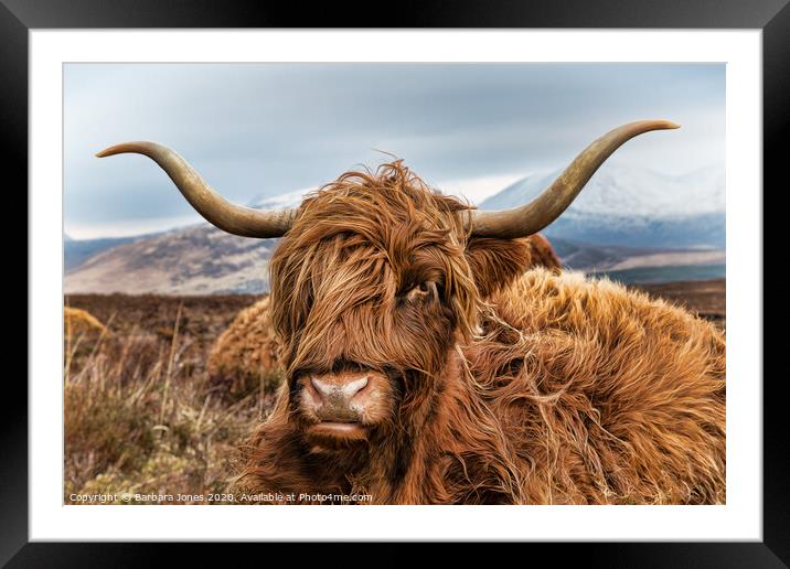 Majestic Hairy Coo Framed Mounted Print by Barbara Jones