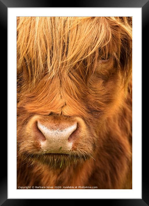  Highland Cow Scottish Highlands Framed Mounted Print by Barbara Jones