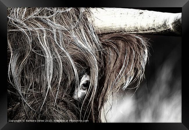 Majestic Highland Cow Framed Print by Barbara Jones