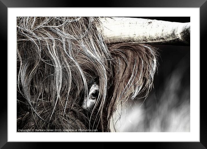 Majestic Highland Cow Framed Mounted Print by Barbara Jones