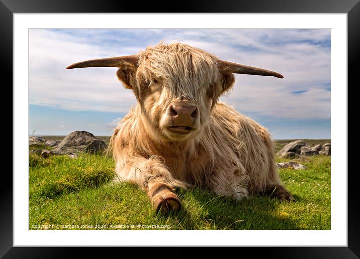 Highland Cow  on the Isle of Lewis  Framed Mounted Print by Barbara Jones