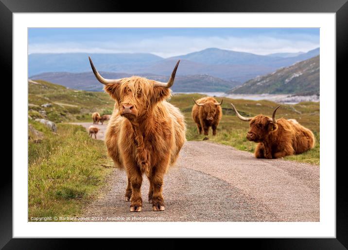 Highland Cattle Kinloch Hourn Scottish Highlands Framed Mounted Print by Barbara Jones