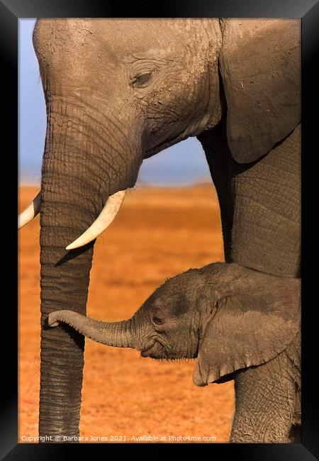 Heartwarming Bond between Elephant Calf and Mother Framed Print by Barbara Jones