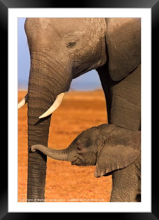 Heartwarming Bond between Elephant Calf and Mother Framed Mounted Print by Barbara Jones