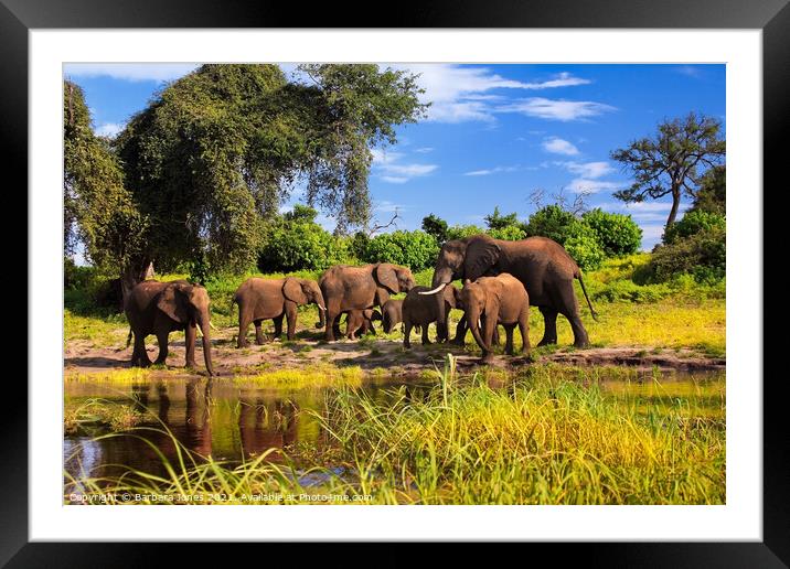Elephant Family Group Chobe River Botswana Africa Framed Mounted Print by Barbara Jones