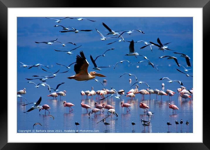 Flamingos Nakuru National Park Kenya Africa Framed Mounted Print by Barbara Jones