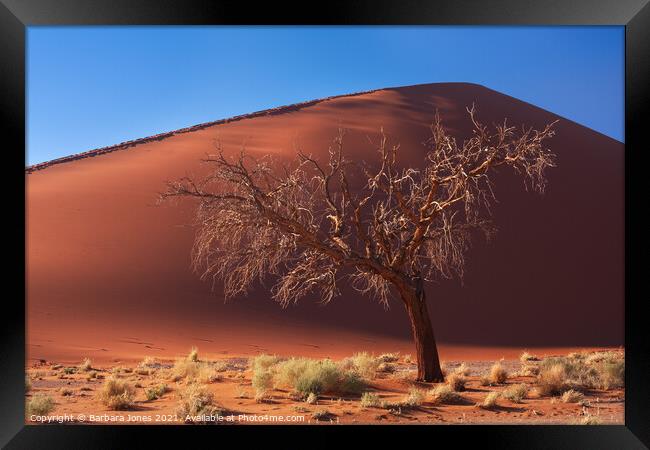 Dune 45 solitary tree Sossusvlei Namibia Africa. Framed Print by Barbara Jones