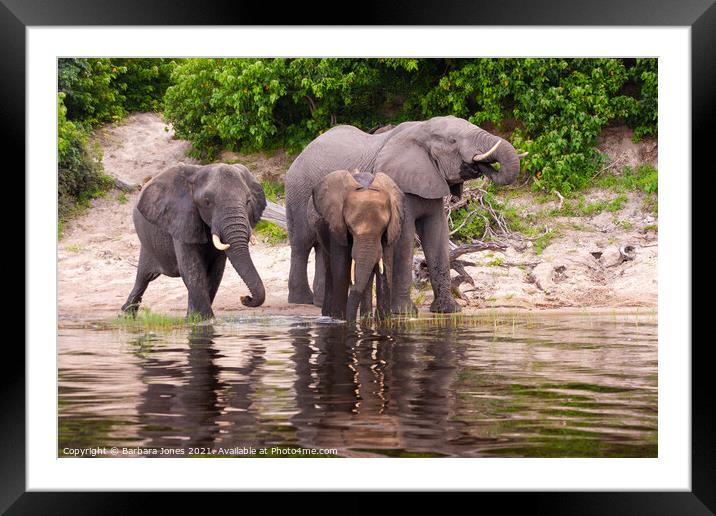 Elephants Chobe River Botswana Africa Framed Mounted Print by Barbara Jones