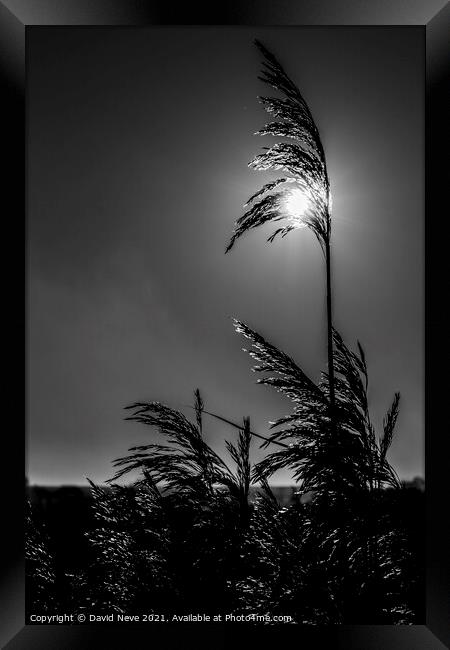 Reed in the Light Framed Print by David Neve
