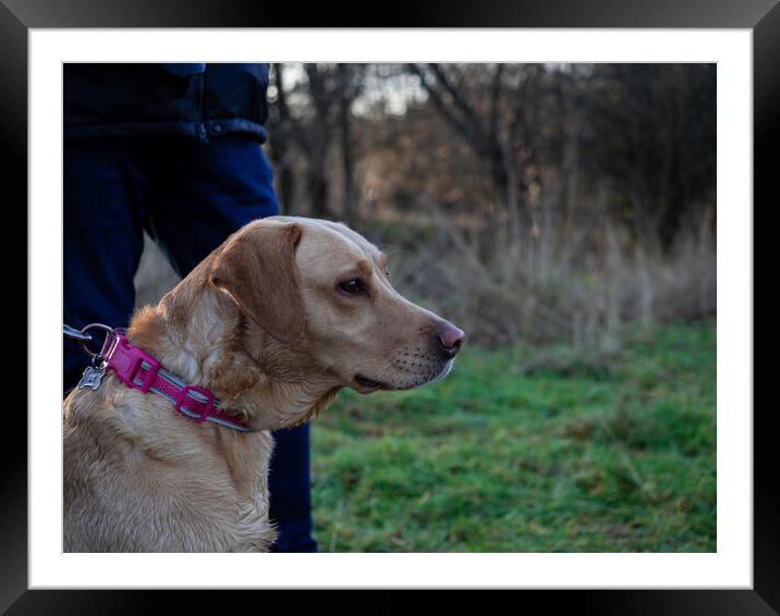 Golden Working Labrador  Framed Mounted Print by Emma Dickson