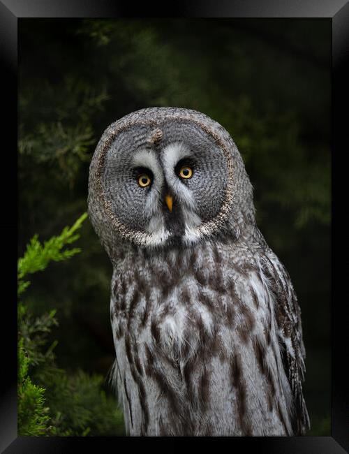 Great Grey Owl Framed Print by Emma Dickson