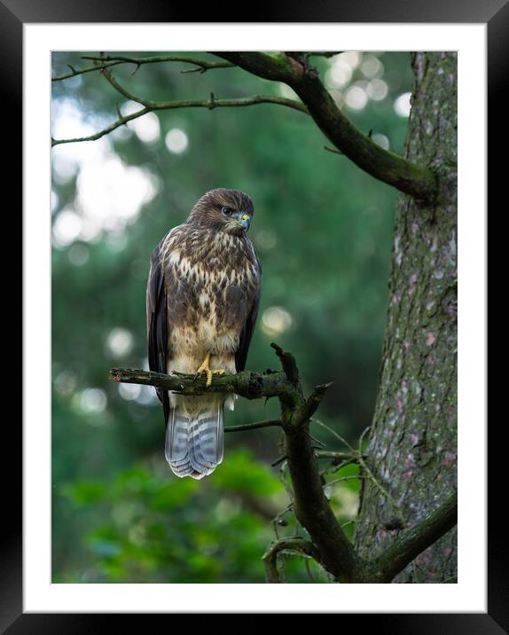 Common Buzzard Perched on a Tree Branch Framed Mounted Print by Emma Dickson