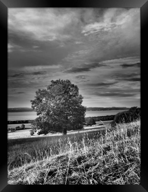 A tree on a hill Framed Print by Emma Dickson