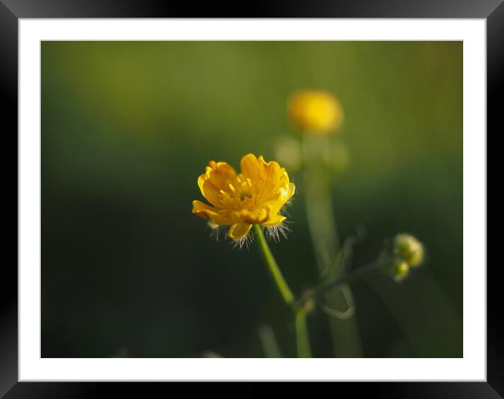 Buttercup Framed Mounted Print by Emma Dickson