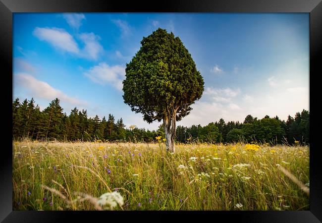 Lonely juniper tree on the meadow. Framed Print by Alexey Rezvykh