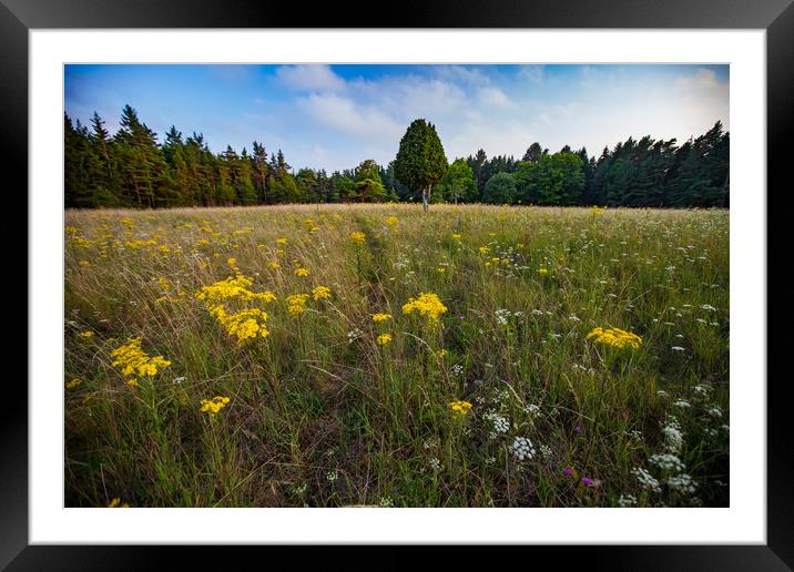 A meadow flowers and juniper tree. Framed Mounted Print by Alexey Rezvykh