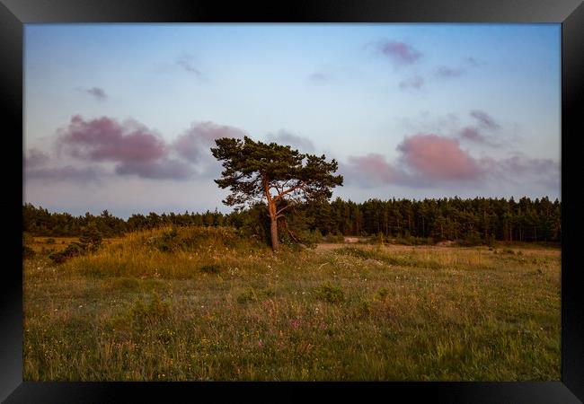 Lonely pine tree on the field Framed Print by Alexey Rezvykh