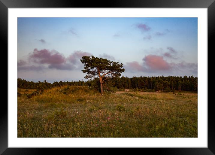 Lonely pine tree on the field Framed Mounted Print by Alexey Rezvykh