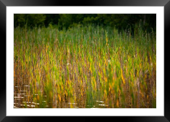 Green grass on the lake water. Framed Mounted Print by Alexey Rezvykh