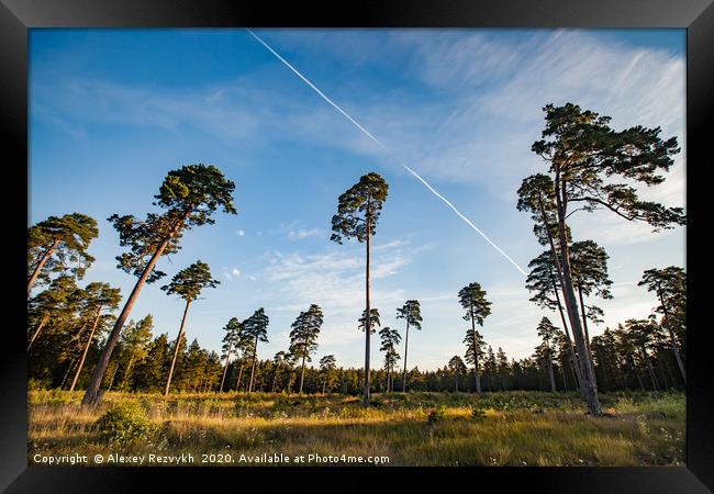 Tall pines on blue sky Framed Print by Alexey Rezvykh